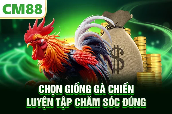 Chọn giống gà chiến luyện tập chăm sóc đúng