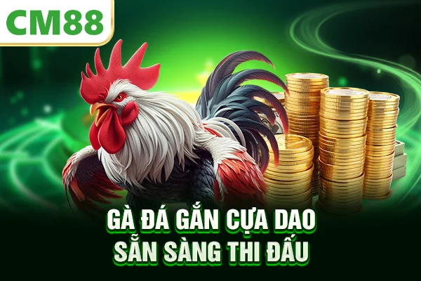Gà đá gắn cựa dao sẵn sàng thi đấu