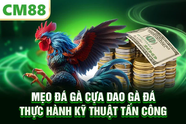 Mẹo đá gà cựa dao - gà đá thực hành kỹ thuật tấn công 